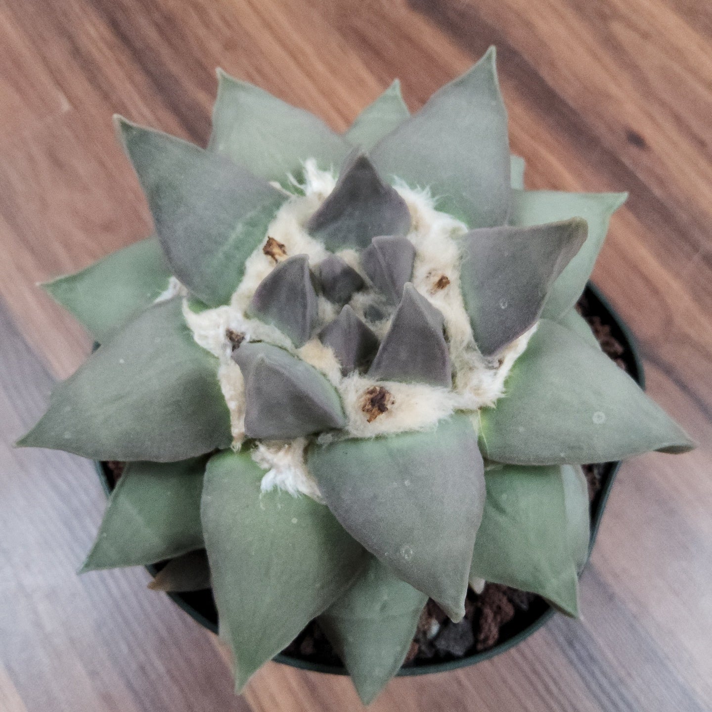 Ariocarpus retusus Live Cactus in 5 Inch - Exact Plant