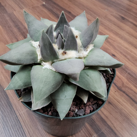 Ariocarpus retusus Live Cactus in 5 Inch - Exact Plant