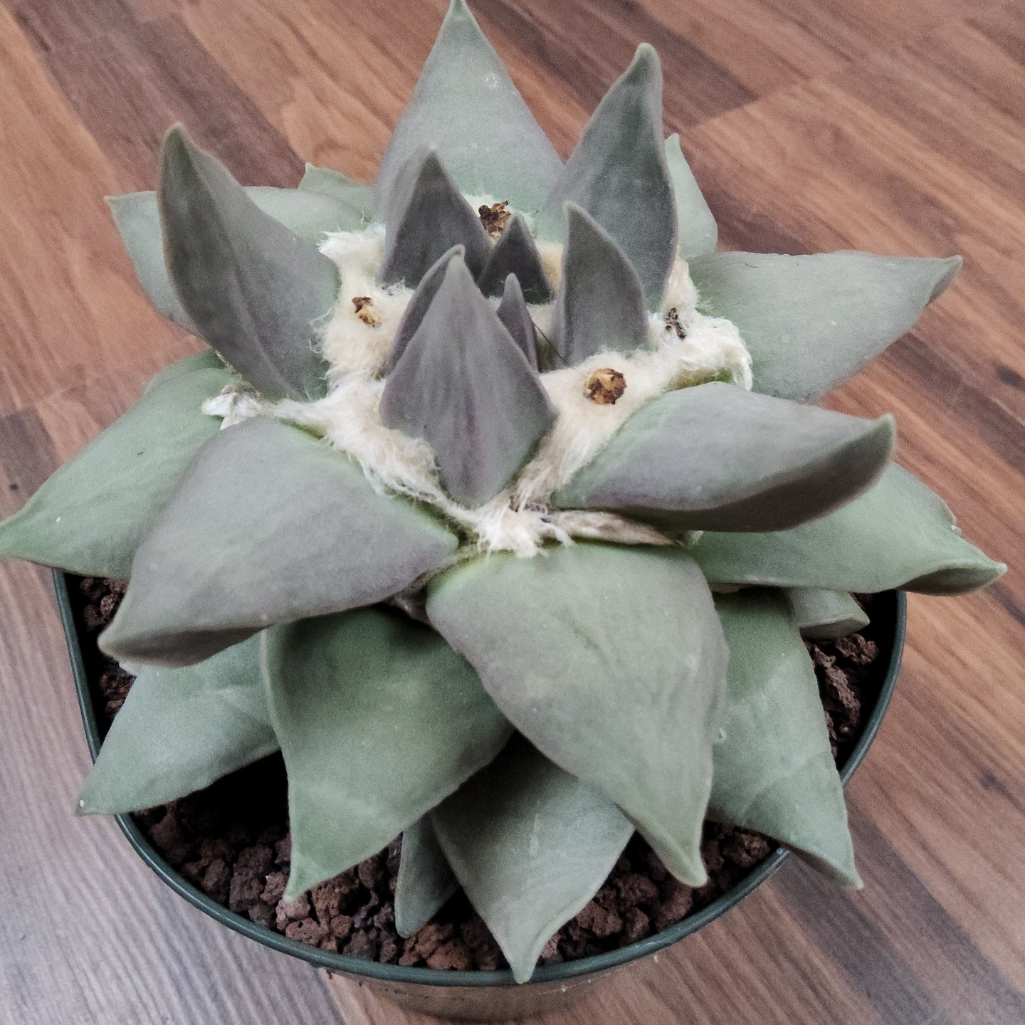 Ariocarpus retusus Live Cactus in 5 Inch - Exact Plant