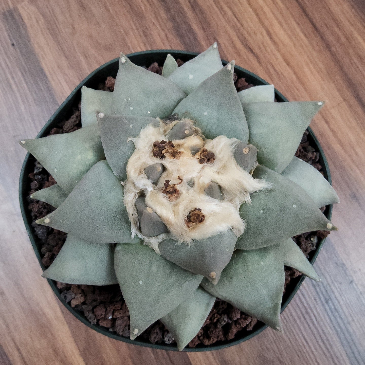 Ariocarpus retusus Live Cactus in 5 Inch - Exact Plant
