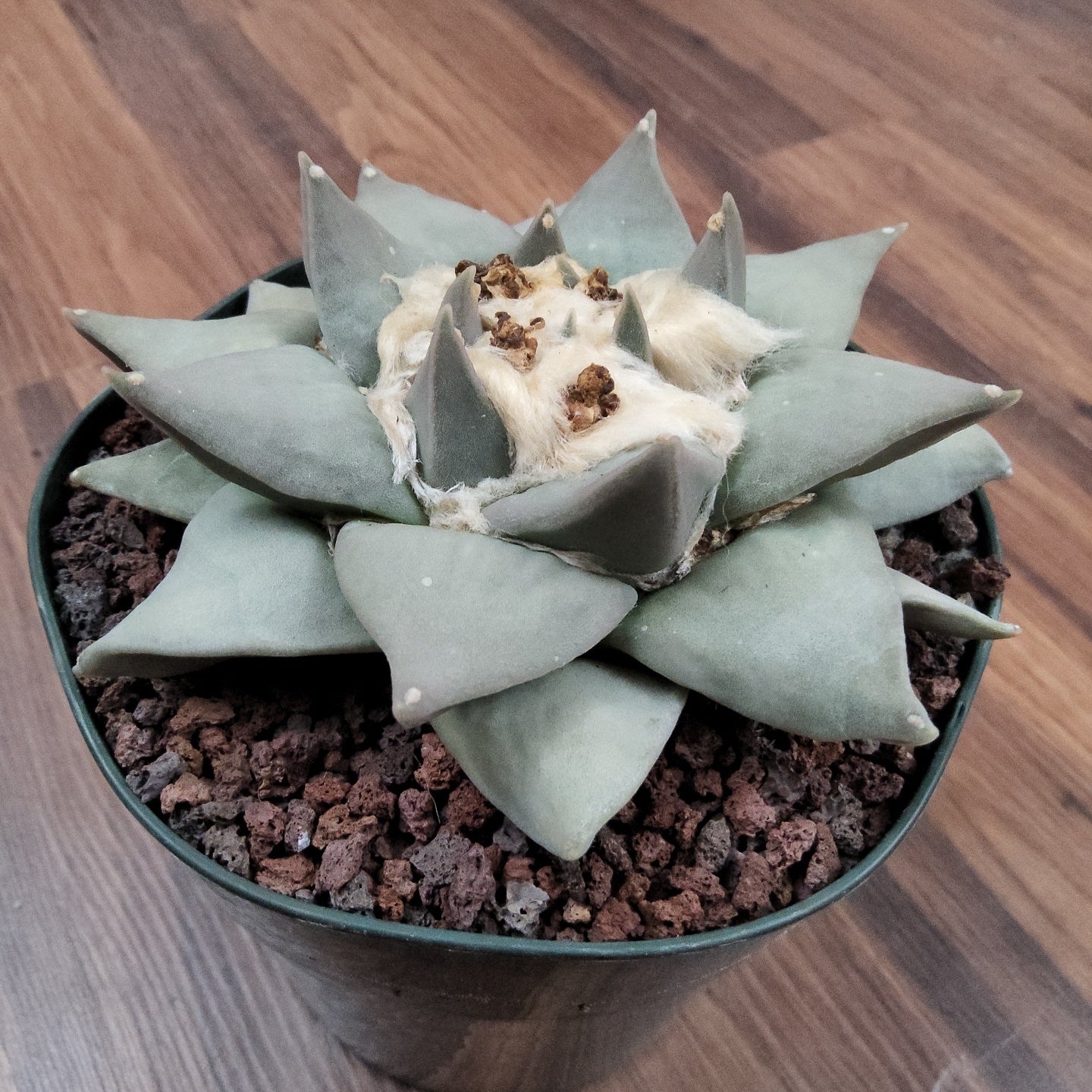 Ariocarpus retusus Live Cactus in 5 Inch - Exact Plant