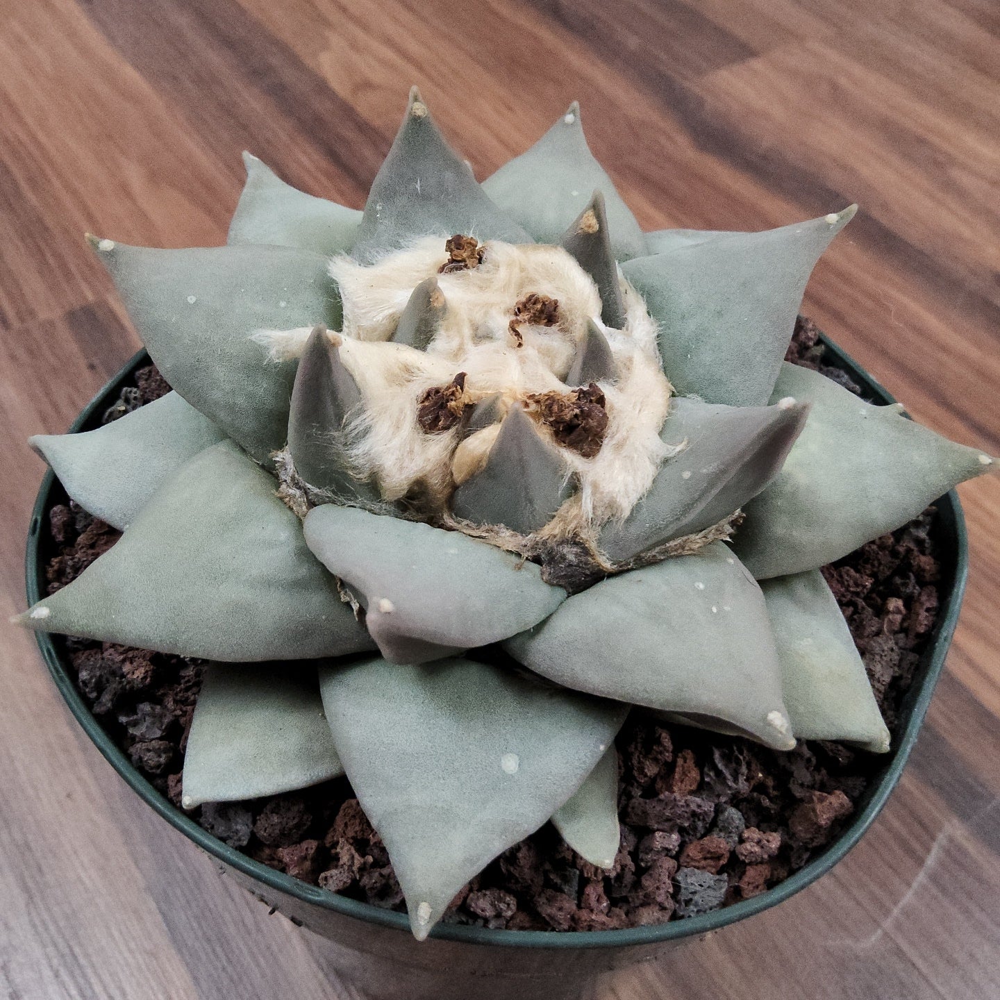 Ariocarpus retusus Live Cactus in 5 Inch - Exact Plant