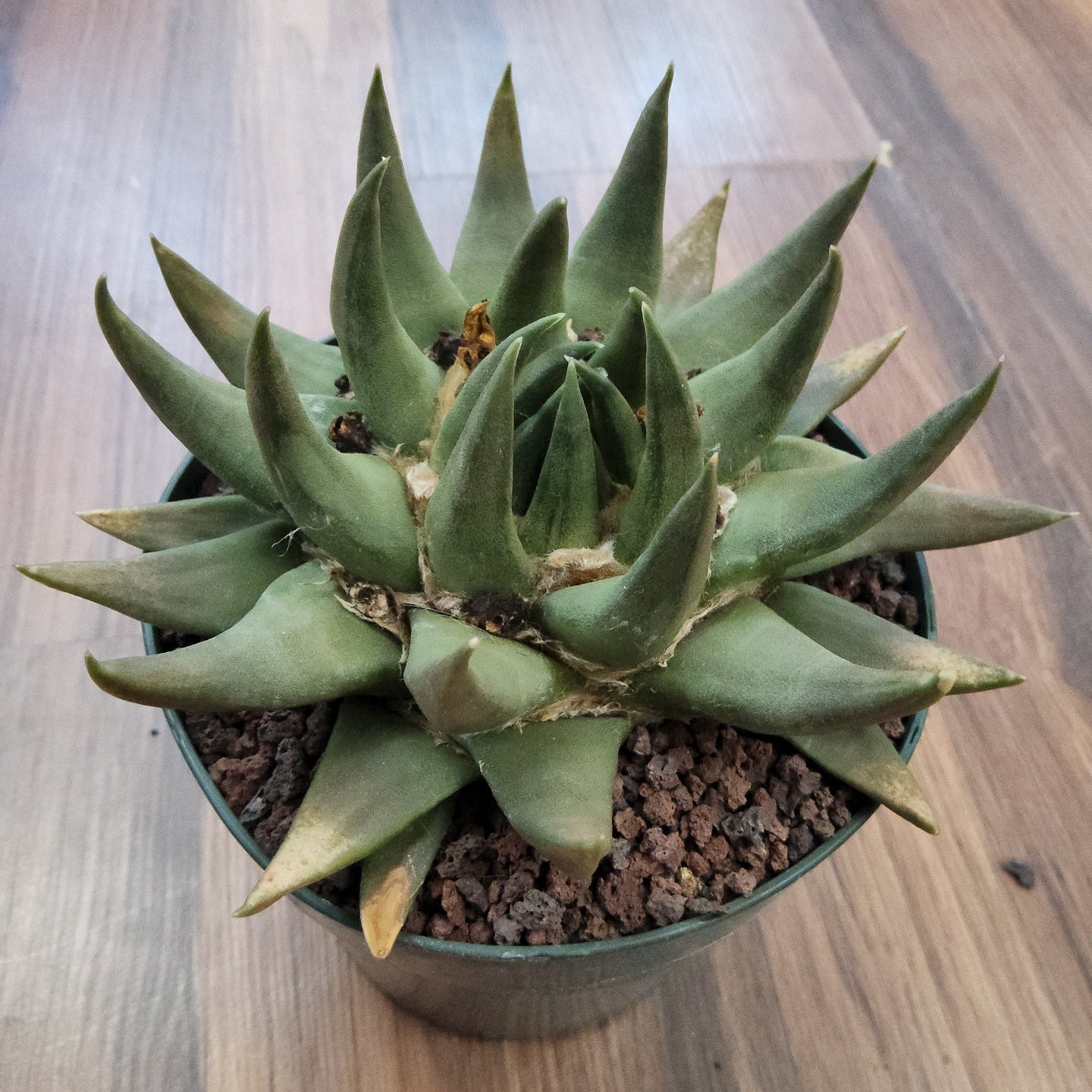 Ariocarpus trigonus Live Cactus in 5 Inch - Exact Plant
