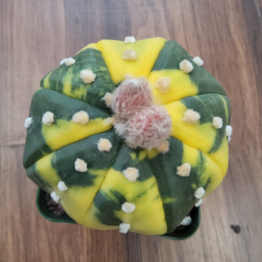 Astrophytum asterias variegata Live Cactus in 4 Inch - Exact Plant