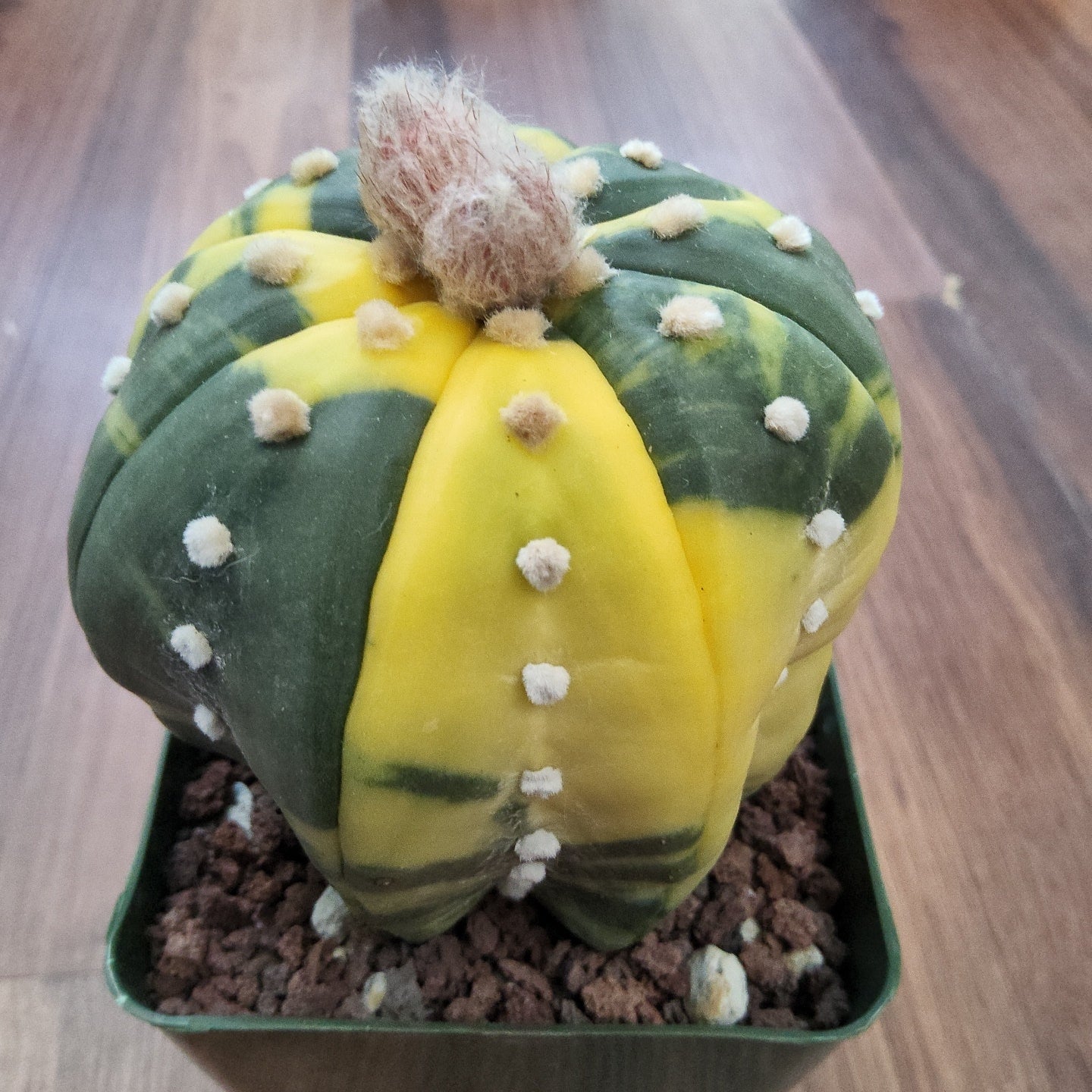 Astrophytum asterias variegata Live Cactus in 4 Inch - Exact Plant