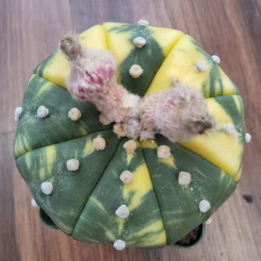 Astrophytum asterias variegata Live Cactus in 4 Inch - Exact Plant