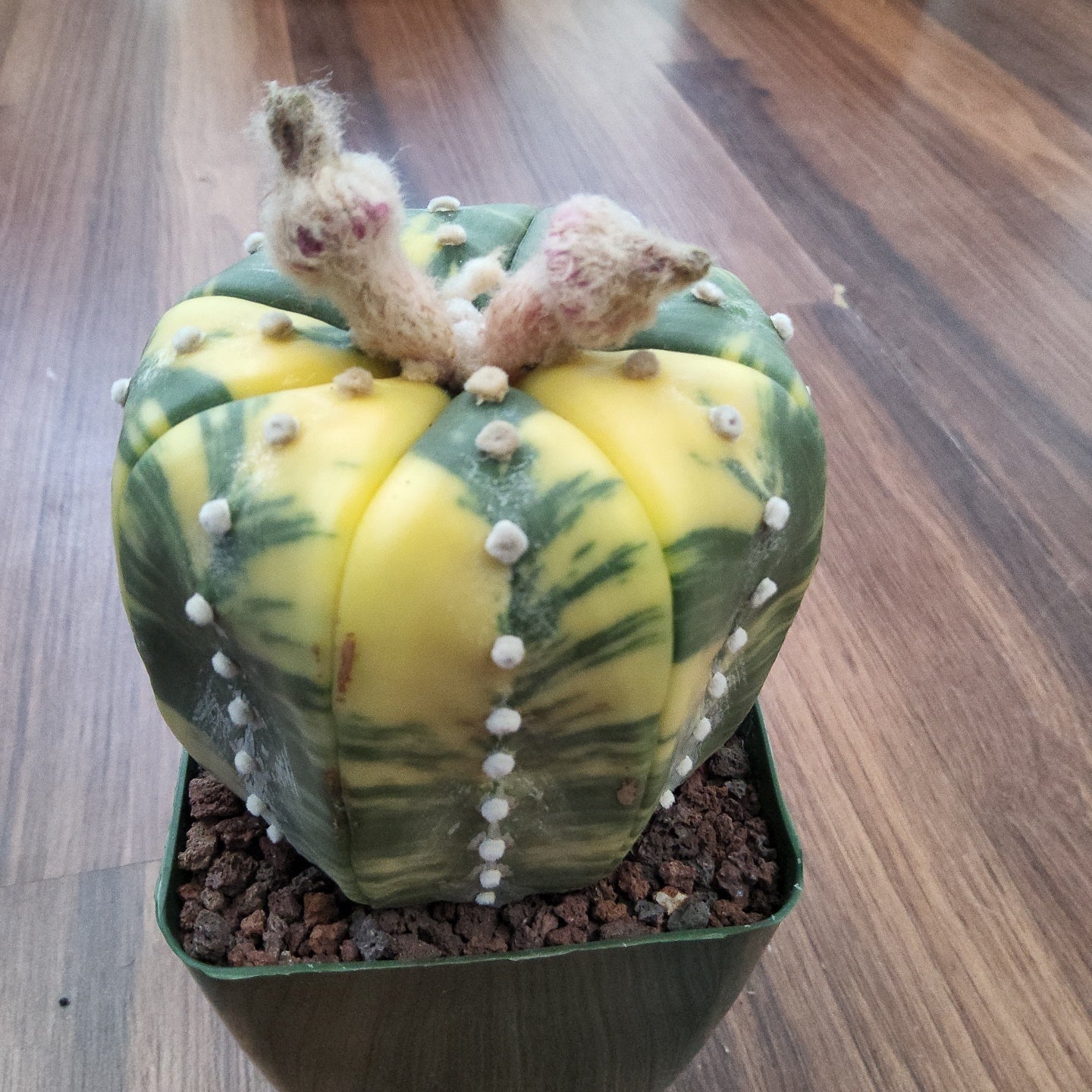 Astrophytum asterias variegata Live Cactus in 4 Inch - Exact Plant