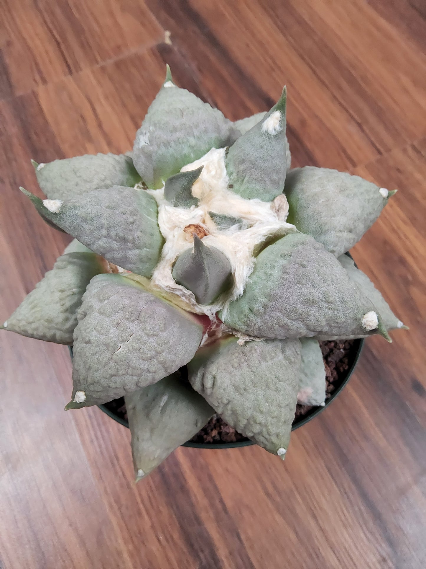 Ariocarpus retusus 'Cauliflower'