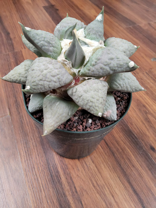 Ariocarpus retusus 'Cauliflower'
