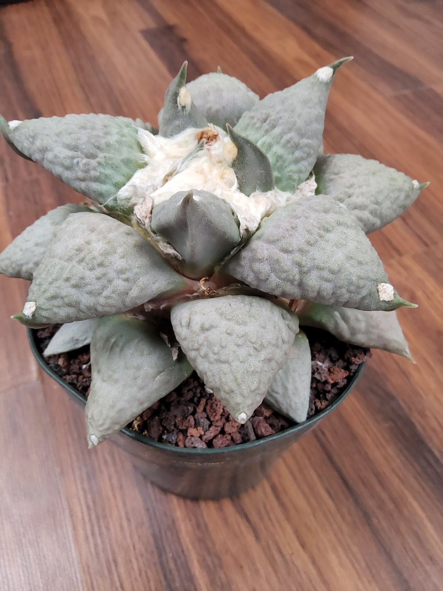 Ariocarpus retusus 'Cauliflower'