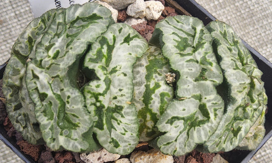 Haworthia truncata cv Genbu Live Succulent Growing in 2.5 Inch