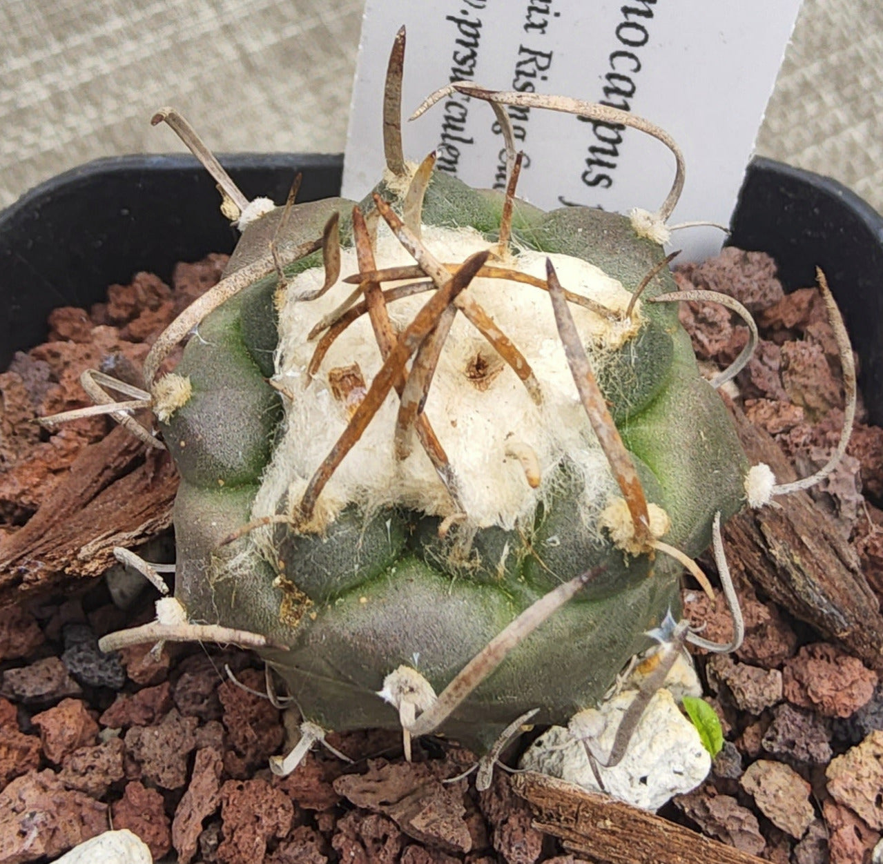 Turbinicarpus jauernigii Live Cactus Growing in 2.5 Inch