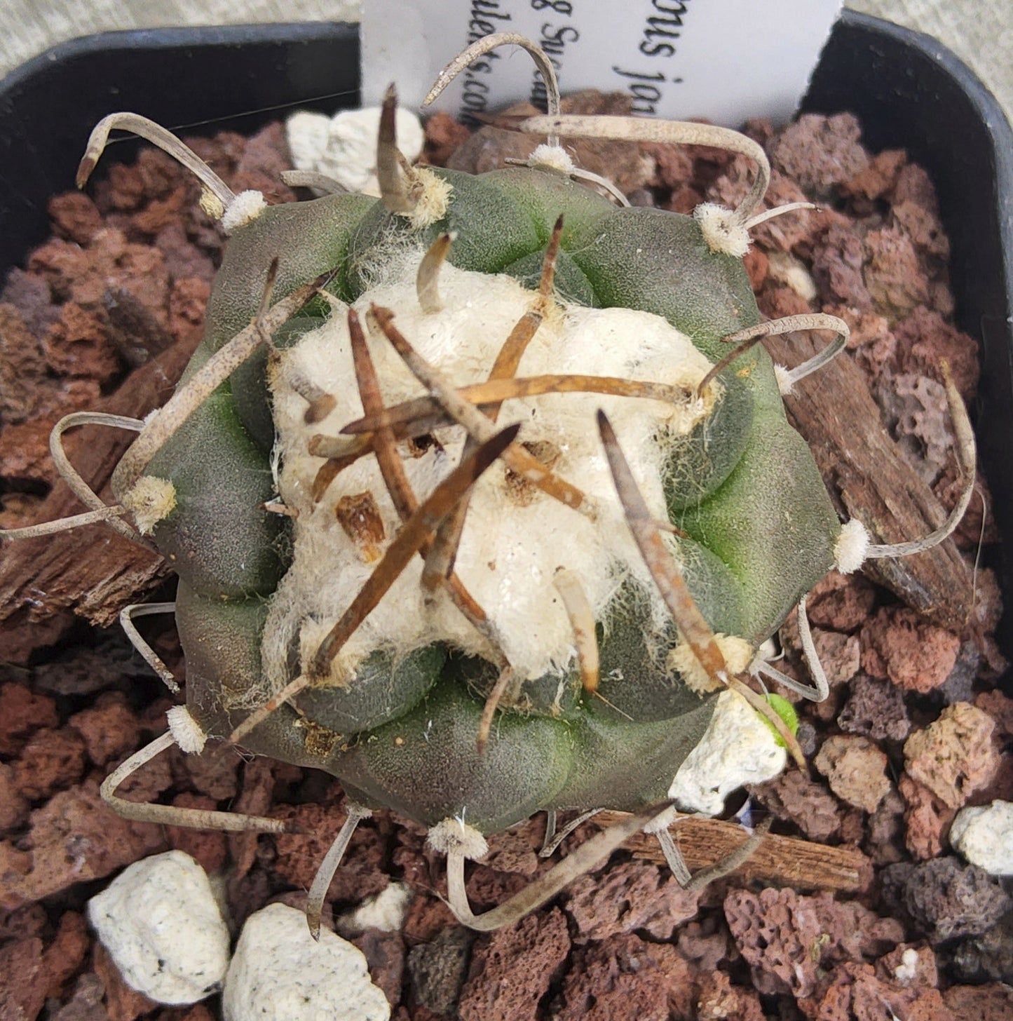 Turbinicarpus jauernigii Live Cactus Growing in 2.5 Inch