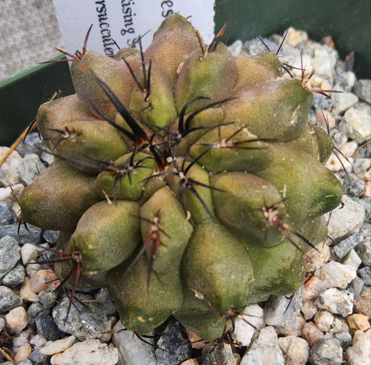 Copiapoa esmeraldana Live Cactus Growing in 4 Inch