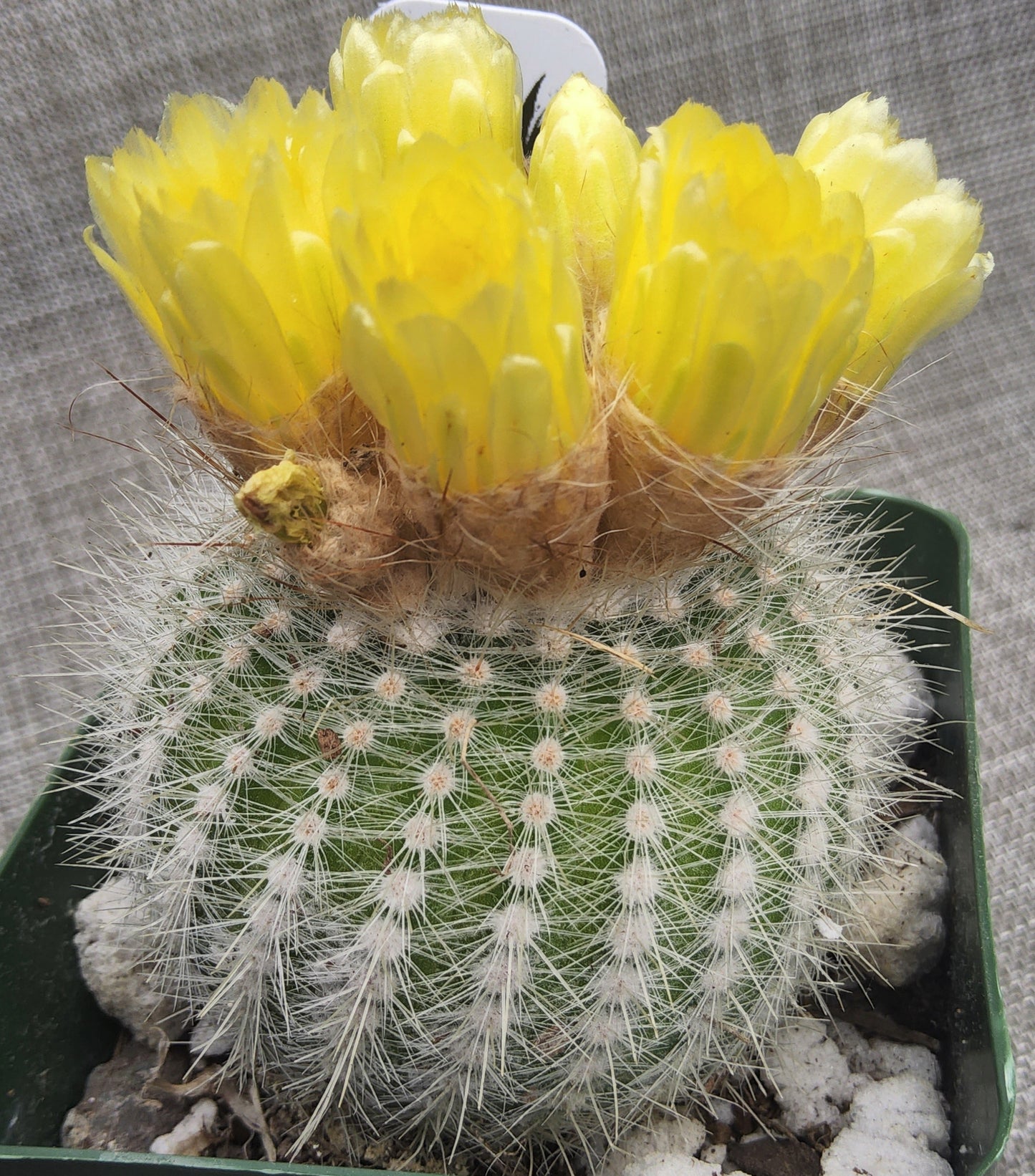 Notocactus scopa Live Cactus Growing in 4 Inch