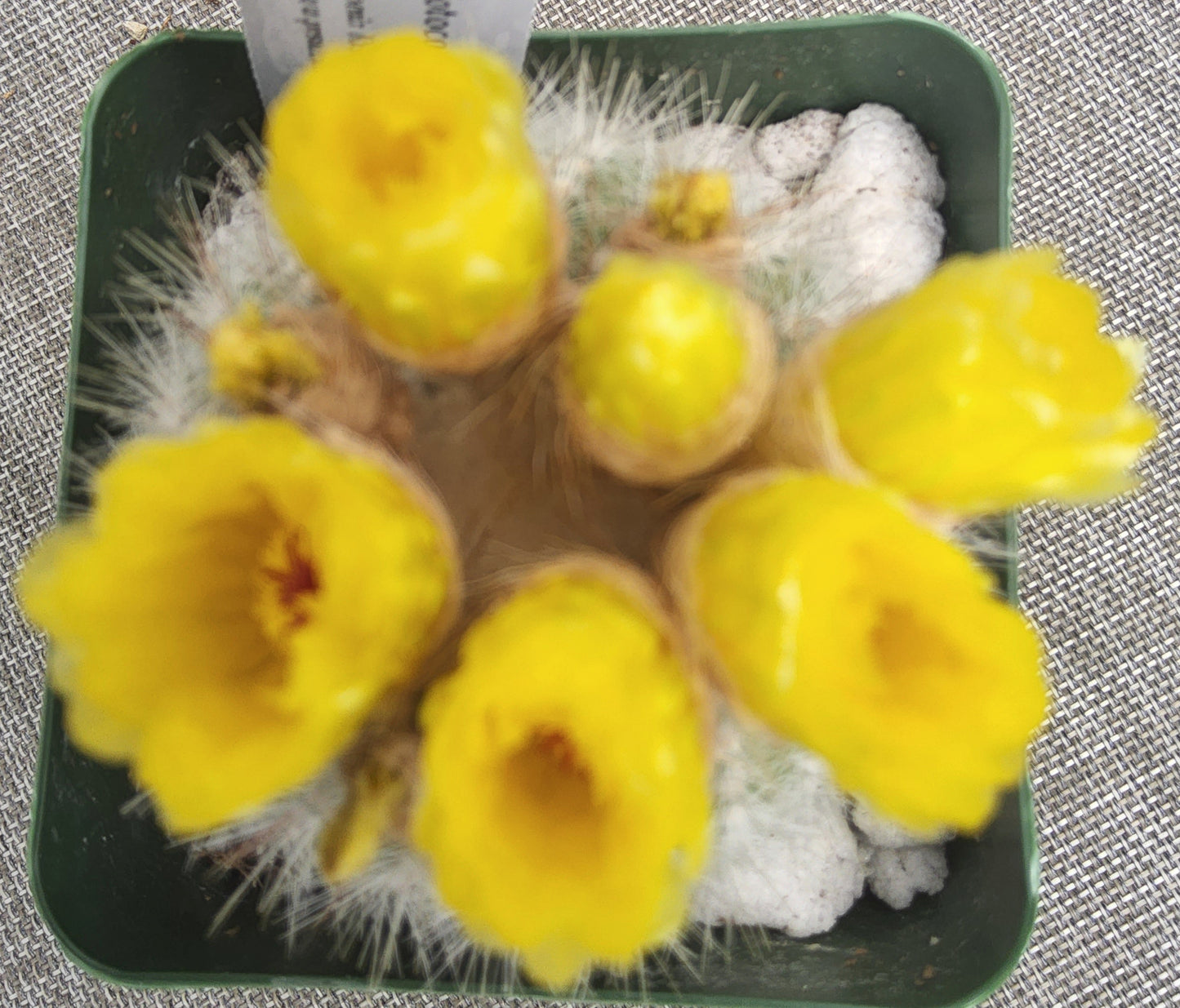 Notocactus scopa Live Cactus Growing in 4 Inch