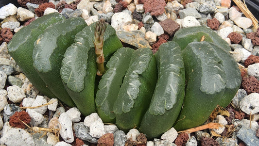 Haworthia truncata v truncata (Dysselsdorp) Live Succulent Growing in 6 Inch