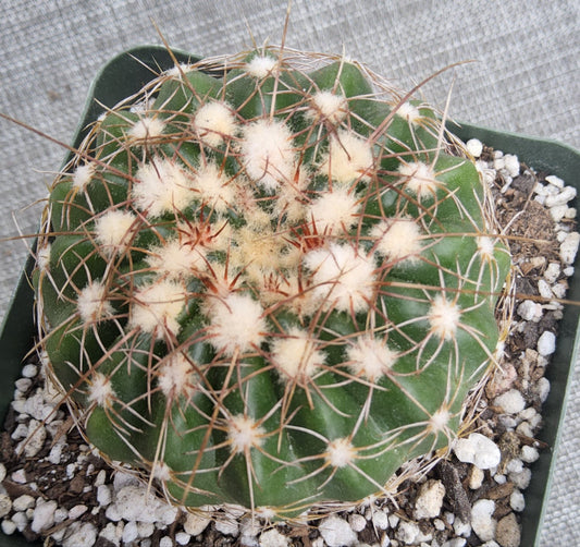 Parodia werneri Live Cactus Growing in 4 Inch