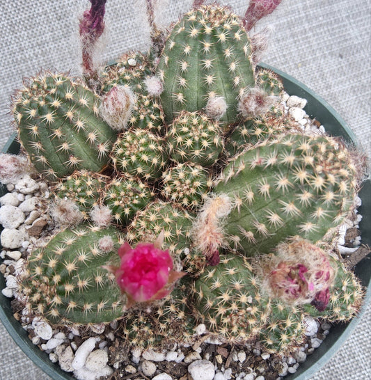 Echinopsis cv Rose Quartz Live Cactus Growing in 5 Inch
