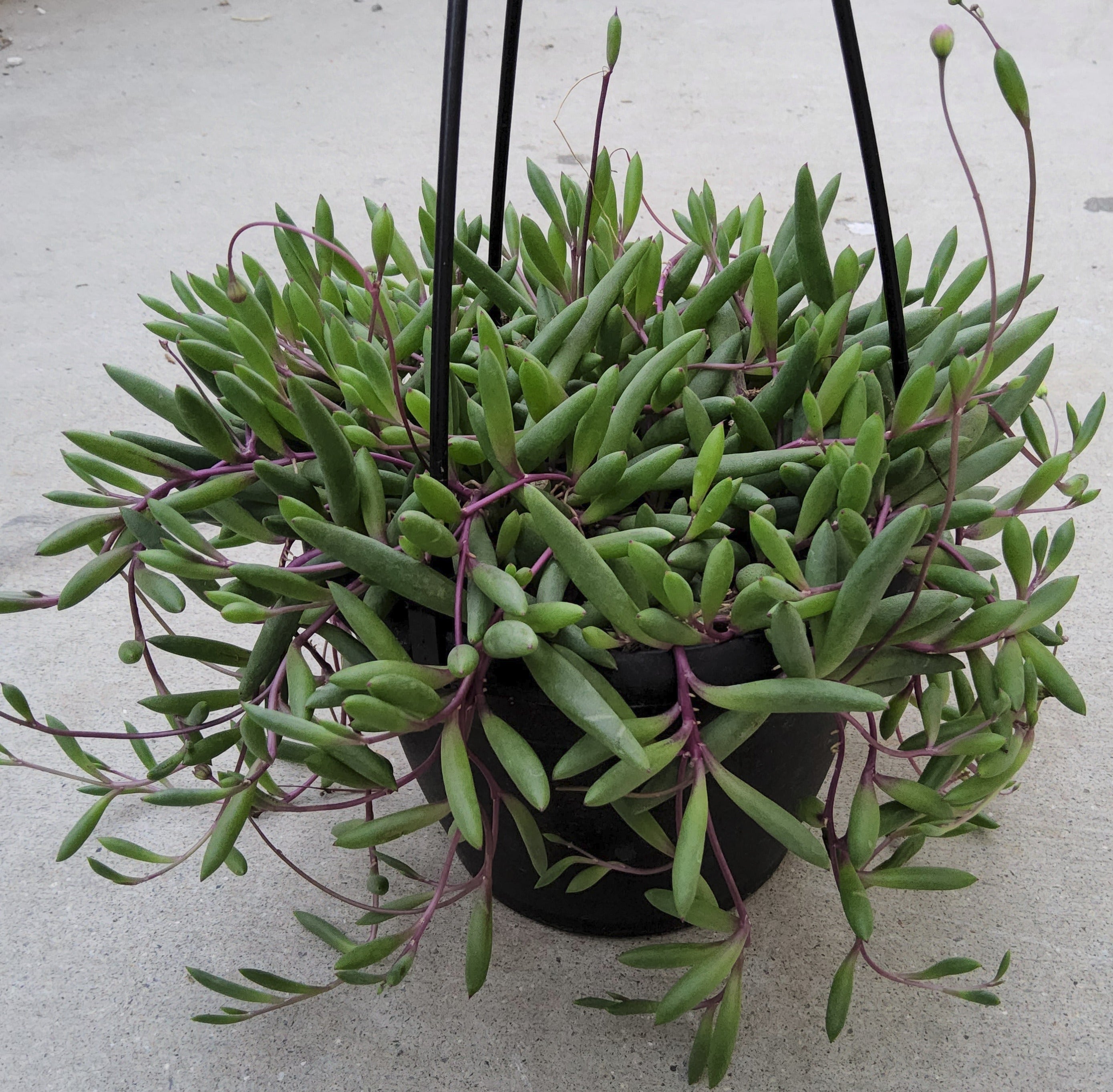 necklace vine succulent Othonna capensis aka Ruby Necklace 6" Live Succulent – Phoenix Rising Succulents