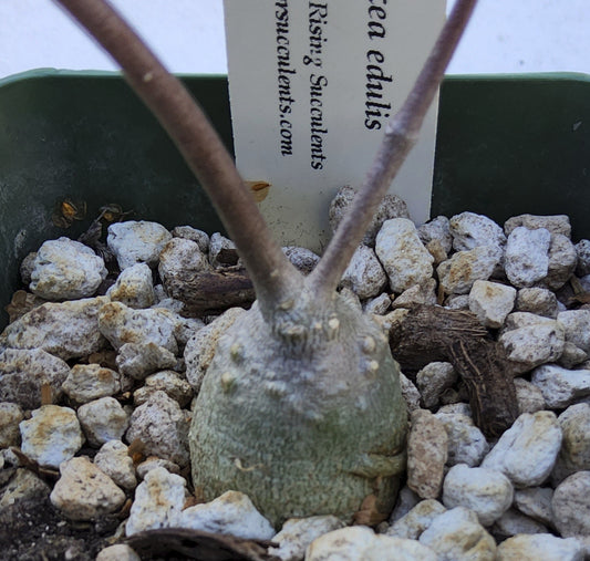 Fockea edulis Live Succulent Growing in 4 Inch