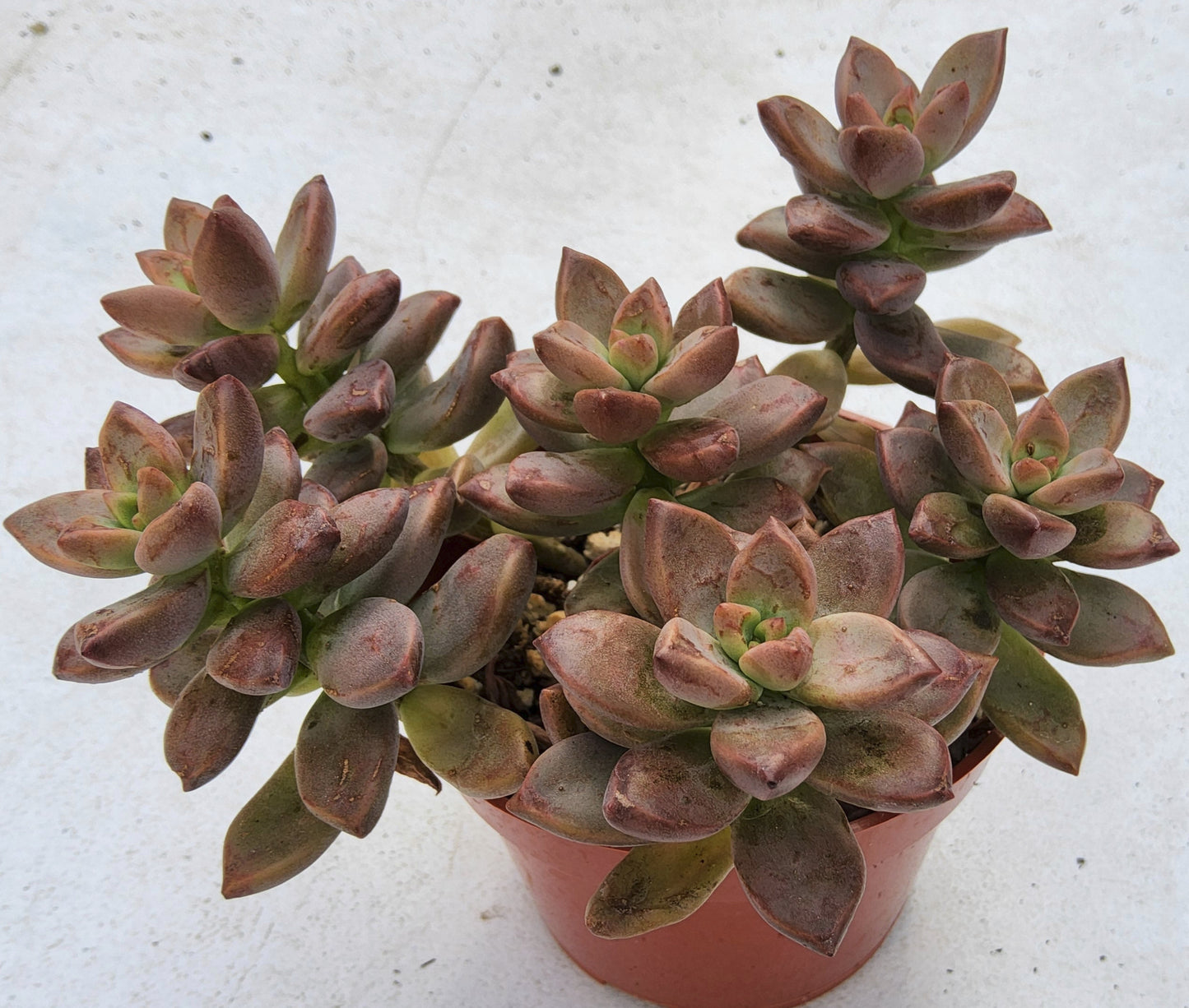 Graptosedum Vera Higgens Live Succulent Growing in 4 Inch