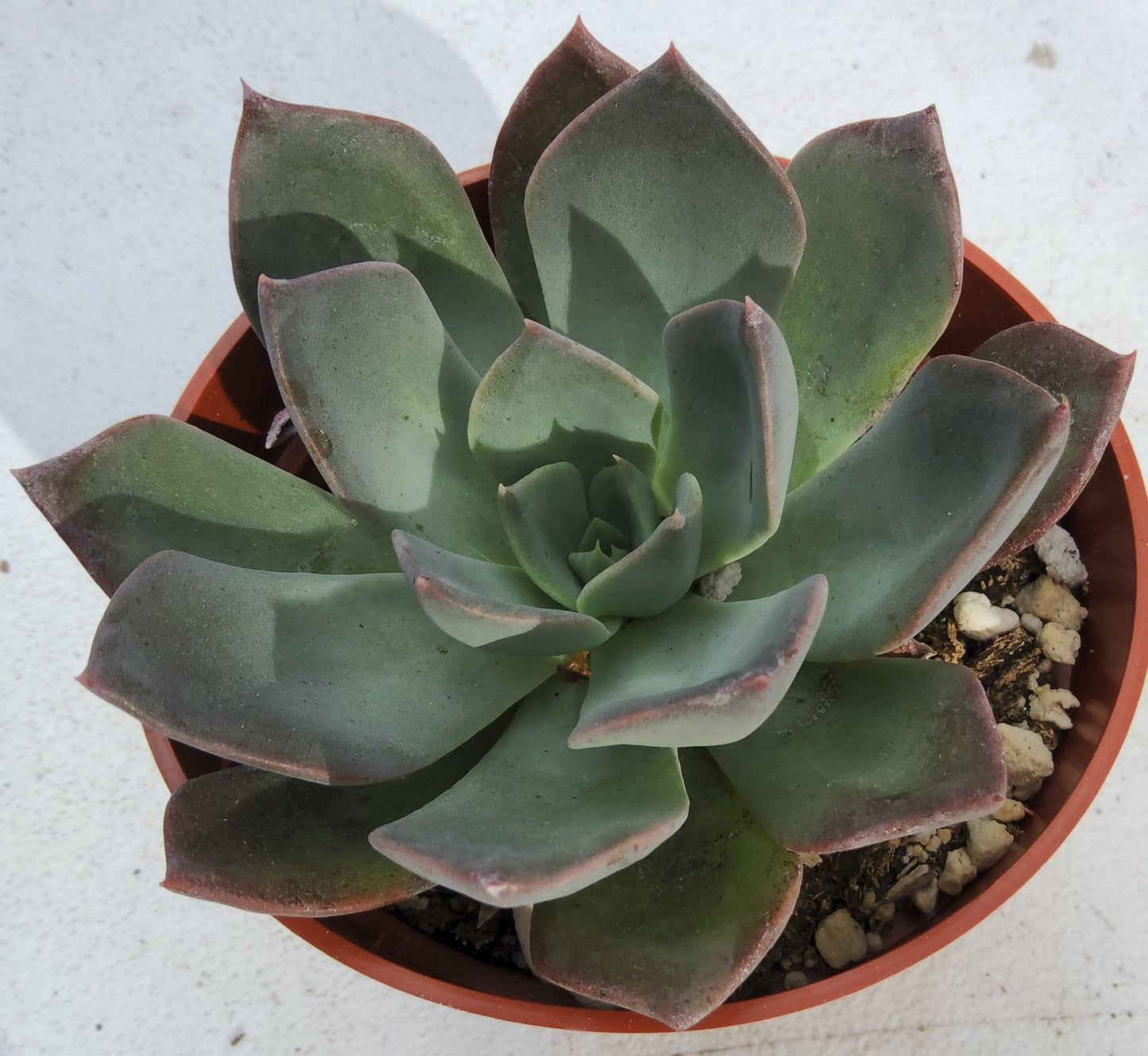 Echeveria Blue Prince Live Succulent Growing in 4 Inch