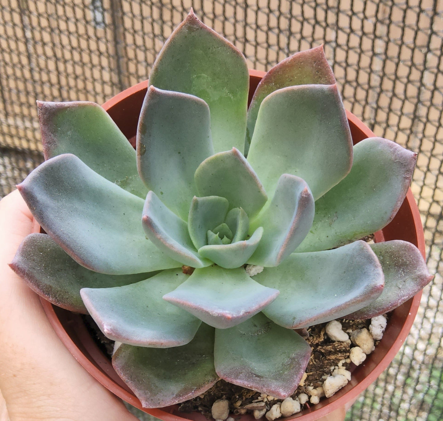 Echeveria Blue Prince Live Succulent Growing in 4 Inch