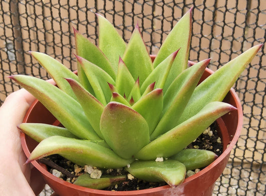 Echeveria agavoides Live Succulent Growing in 4 Inch