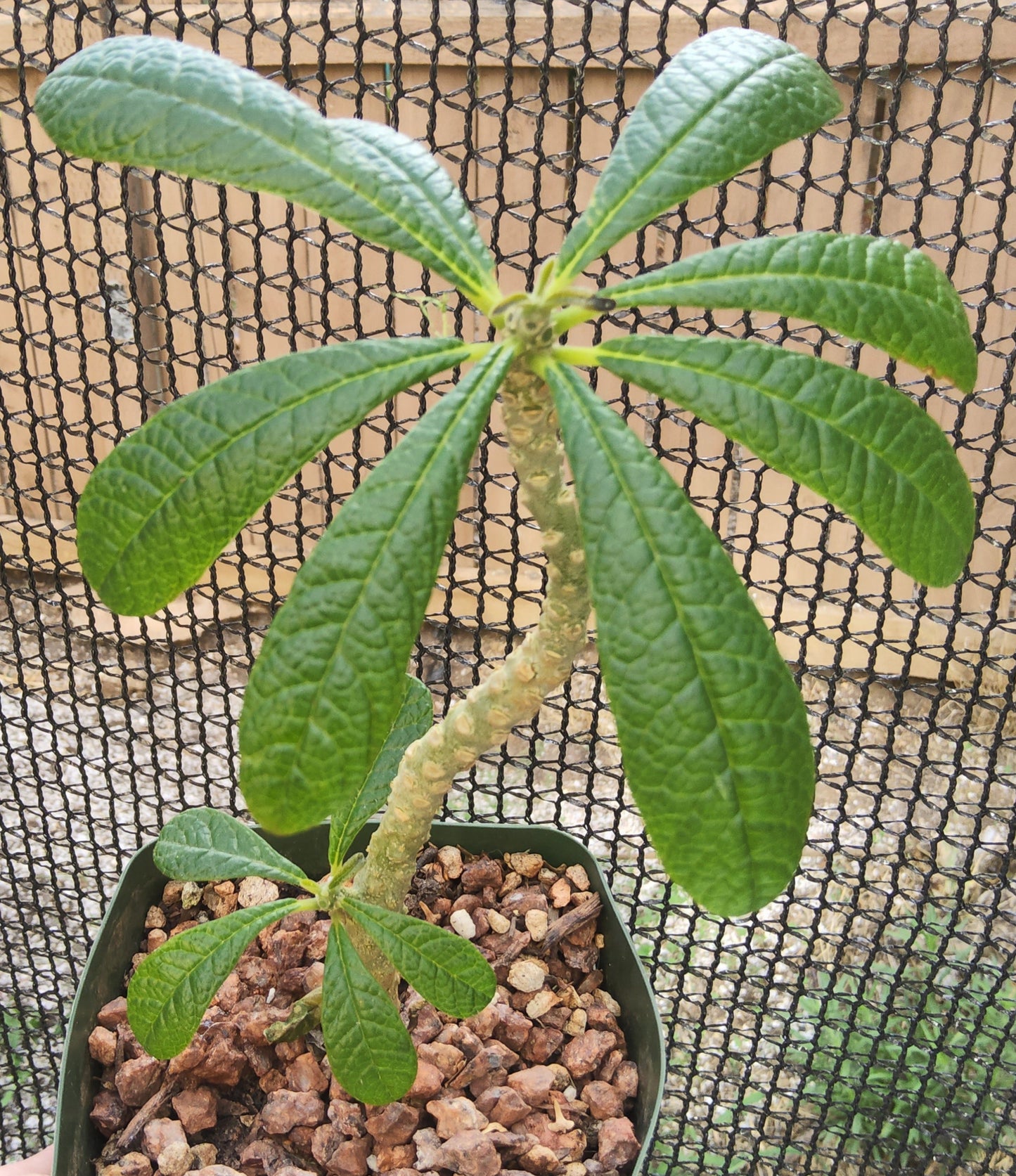 Dorstenia gigas Live Succulent Growing in 4 Inch