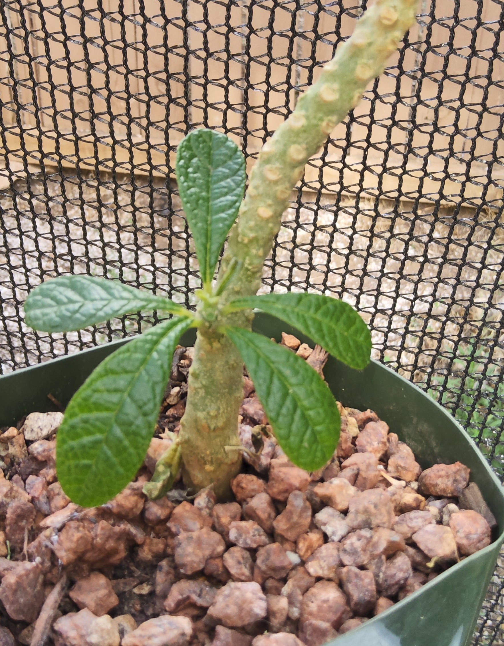 Dorstenia gigas Live Succulent Growing in 4 Inch