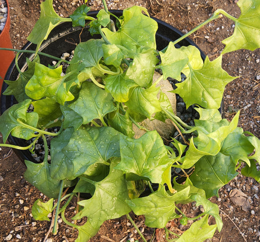 Gerrardanthus macrorhizus Live Succulent In 3 Gallon