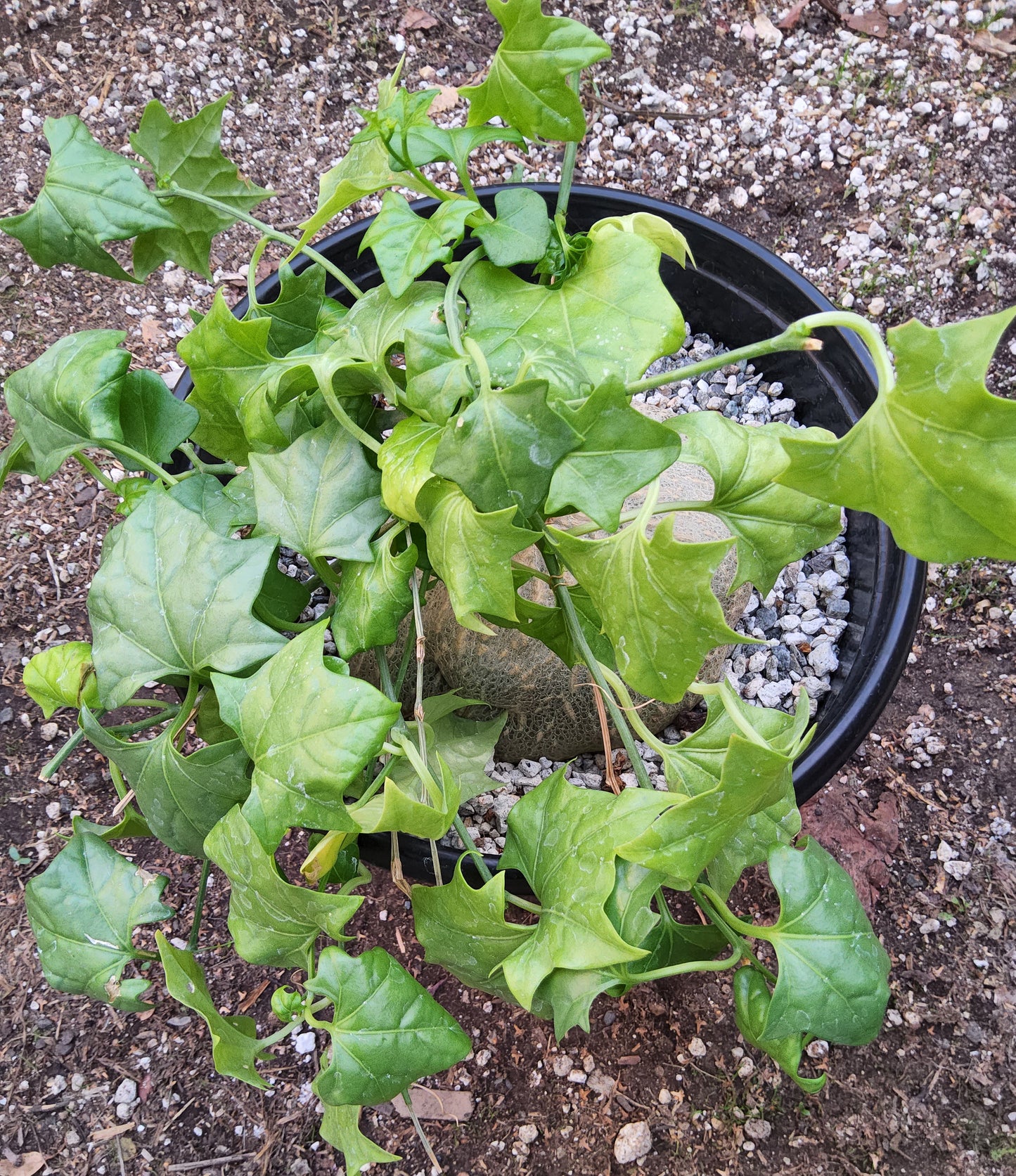 Gerrardanthus macrorhizus Live Succulent In 3 Gallon