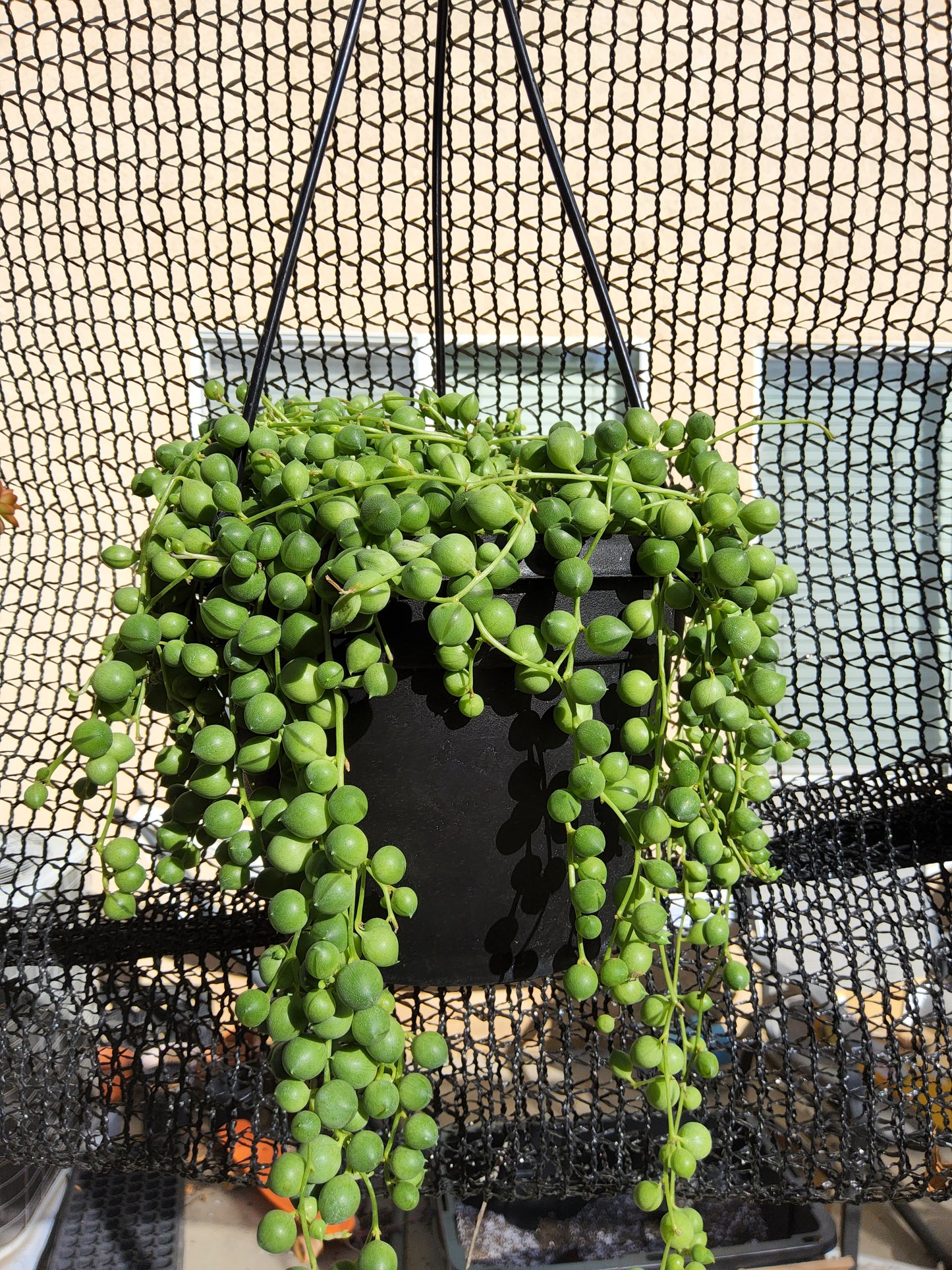 Senecio Rowleyanus String of Pearls 6 inch Live Succulent