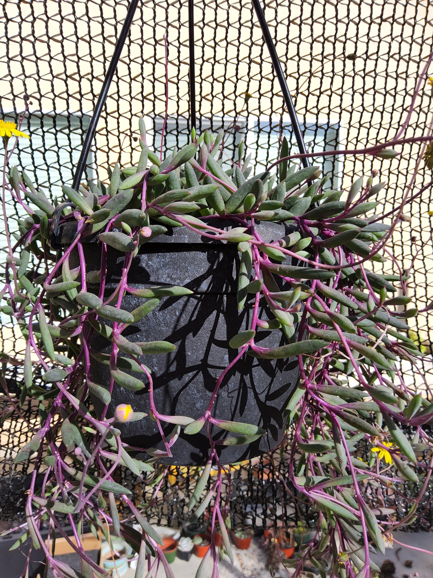 Othonna capensis aka Ruby Necklace 6" Live Succulent