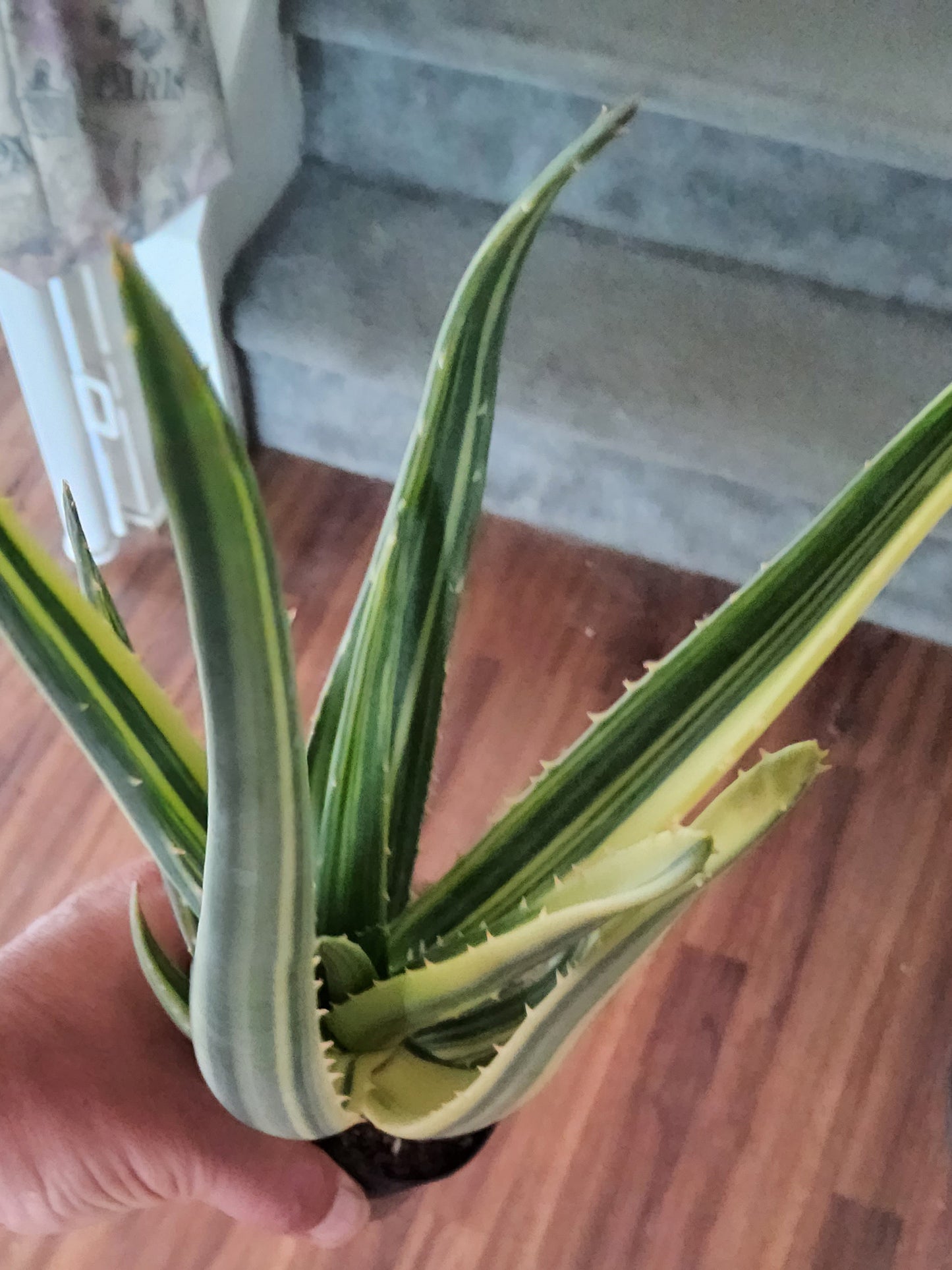 Aloe hercules variegata Live Succulent Growing in 4 Inch