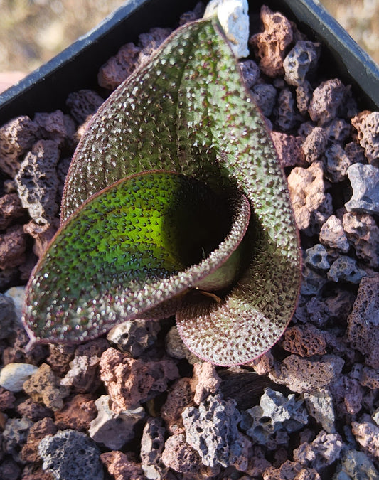 Massonia longipes Live Succulent Growing in 4 Inch