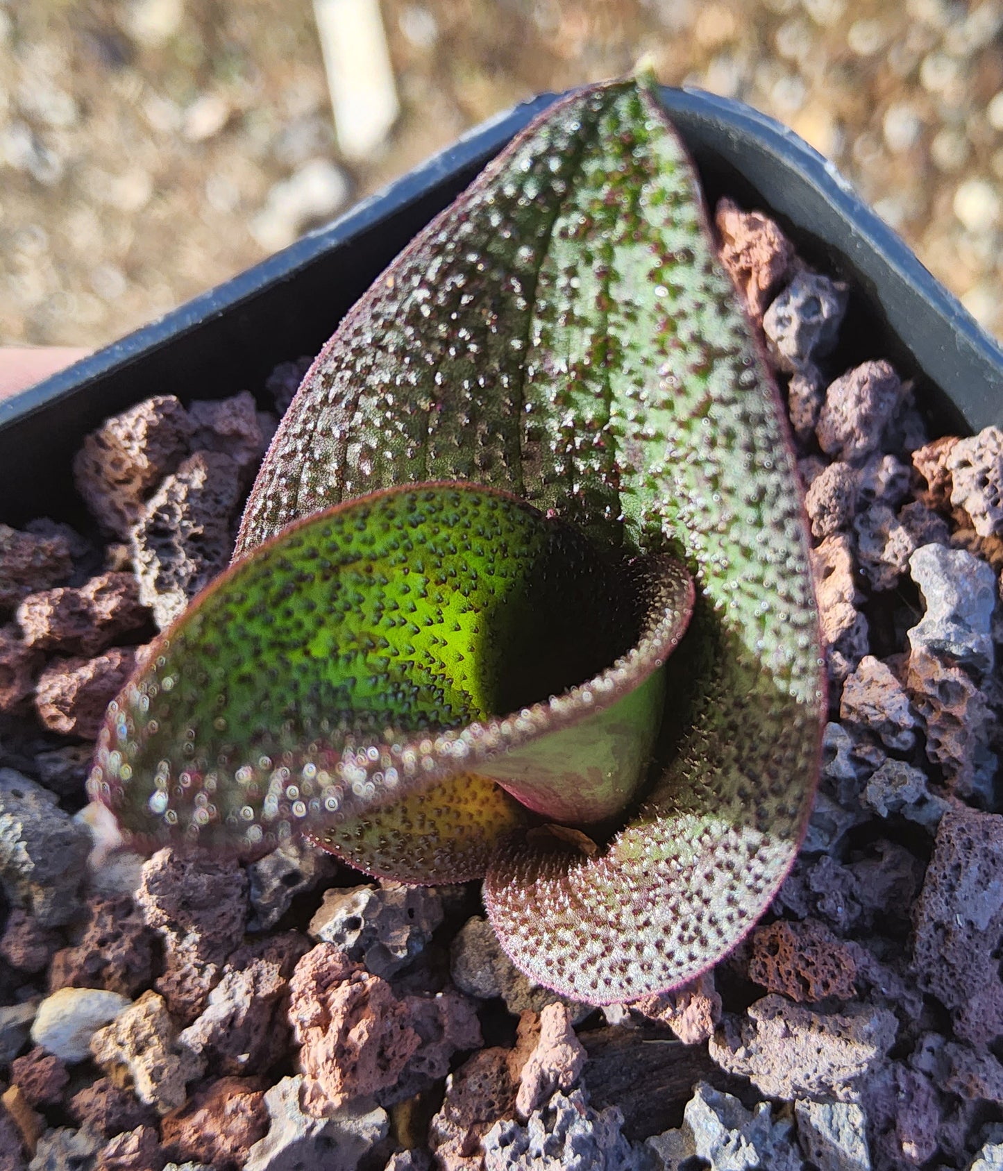 Massonia longipes Live Succulent Growing in 4 Inch