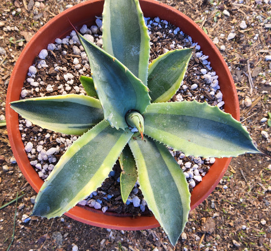 Agave ovatifolia 'Orca' Live Succulent Growing in 6 Inch