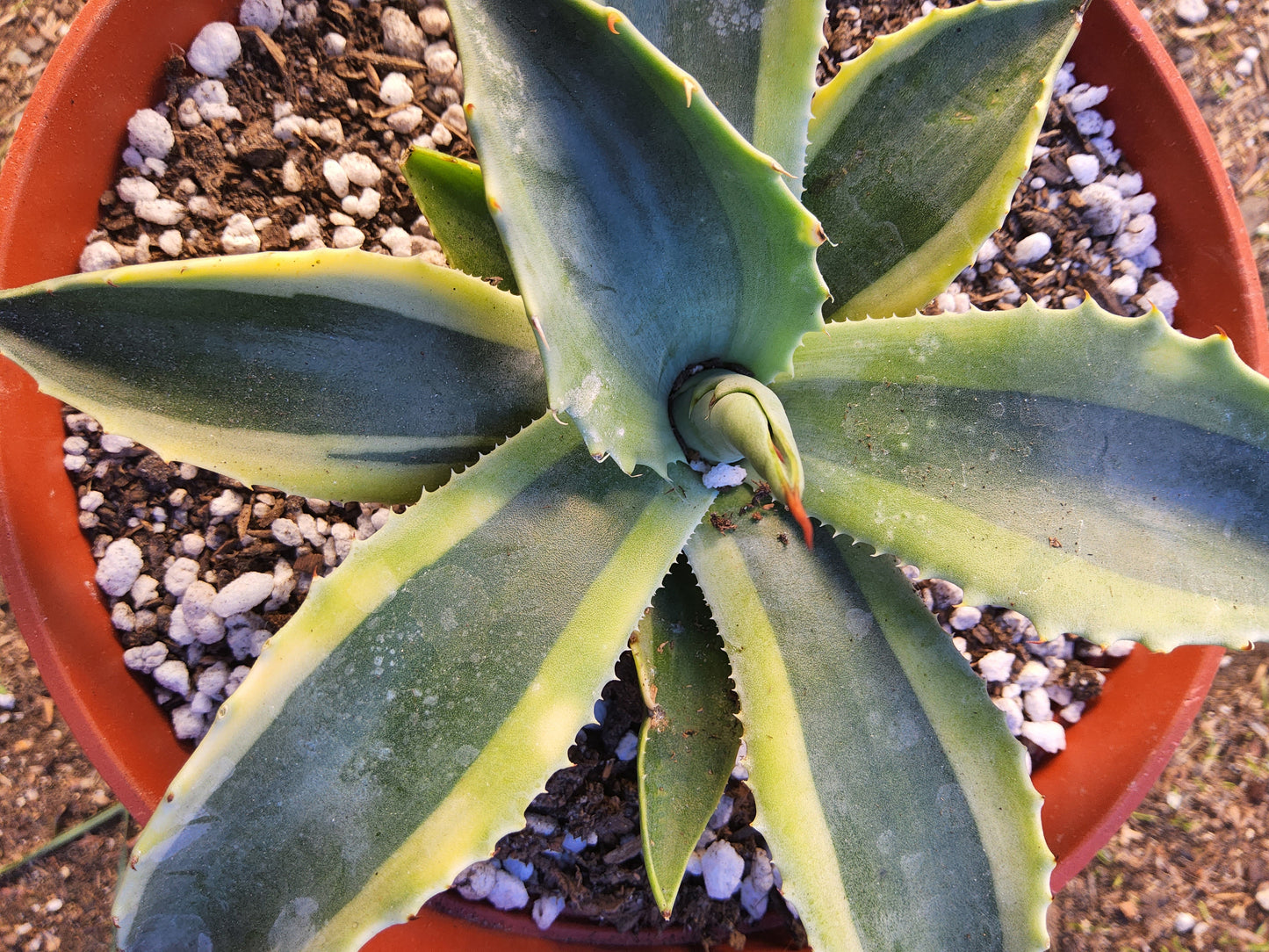 Agave ovatifolia 'Orca' Live Succulent Growing in 6 Inch