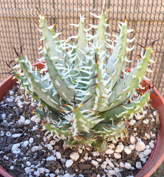 Large Aloe erinacea Live Succulent Growing in 6 Inch