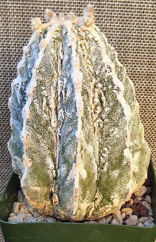 Astrophytum myriostygma Fukuryu Hakujo Hakuun Live Cactus Growing in a 4 Inch