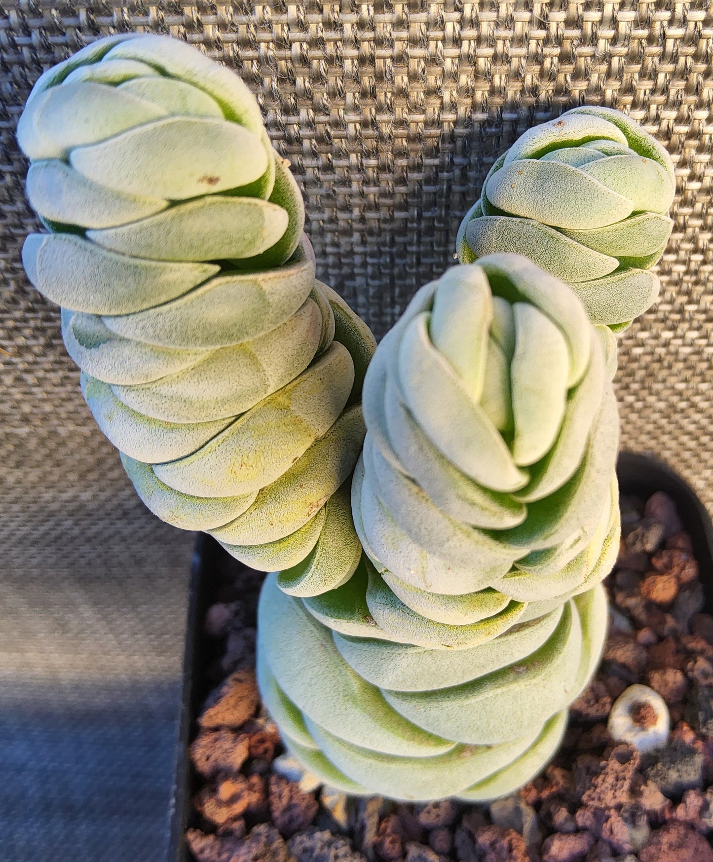 Crassula alstonii Live Succulent Growing in a 2.5 Inch