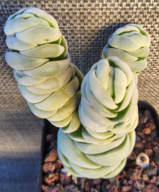 Crassula alstonii Live Succulent Growing in a 2.5 Inch