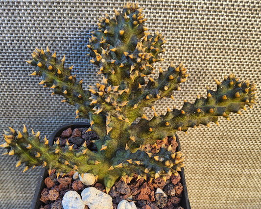 Edithcolea grandis aka Persian Carpet Flower Live Succulent Growing in a 2.5 Inch