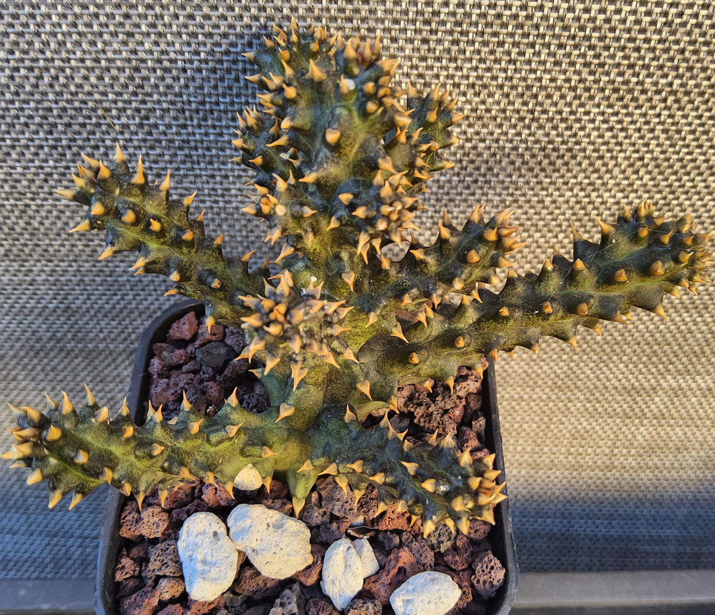 Edithcolea grandis aka Persian Carpet Flower Live Succulent Growing in a 2.5 Inch
