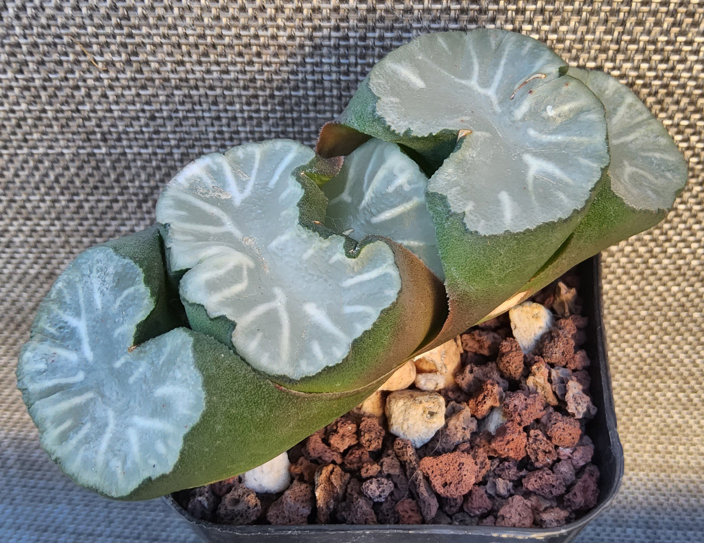 Haworthia truncata Hakua Live Succulent Growing in a 2.5 Inch