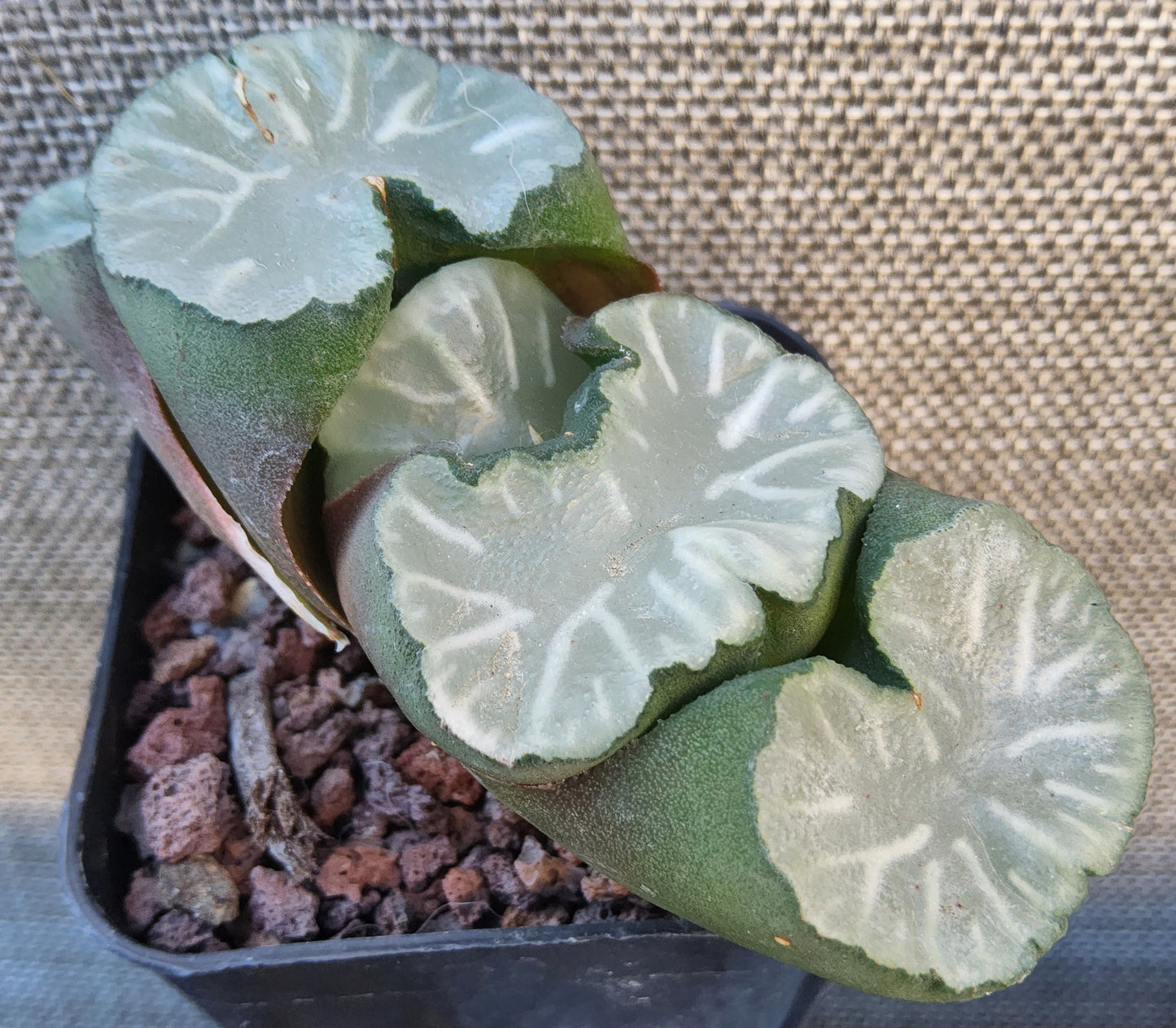 Haworthia truncata Hakua Live Succulent Growing in a 2.5 Inch