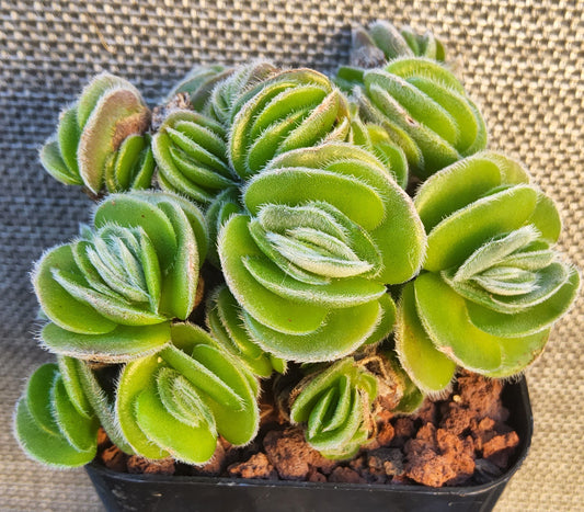 Crassula tomentosa Live Succulent Growing in a 2.5 Inch