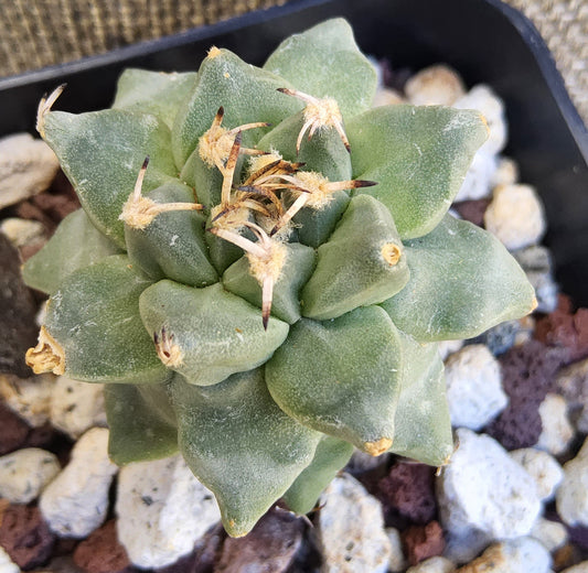 Turbinicarpus alonsoi Live Cactus Growing in a 2.5 Inch